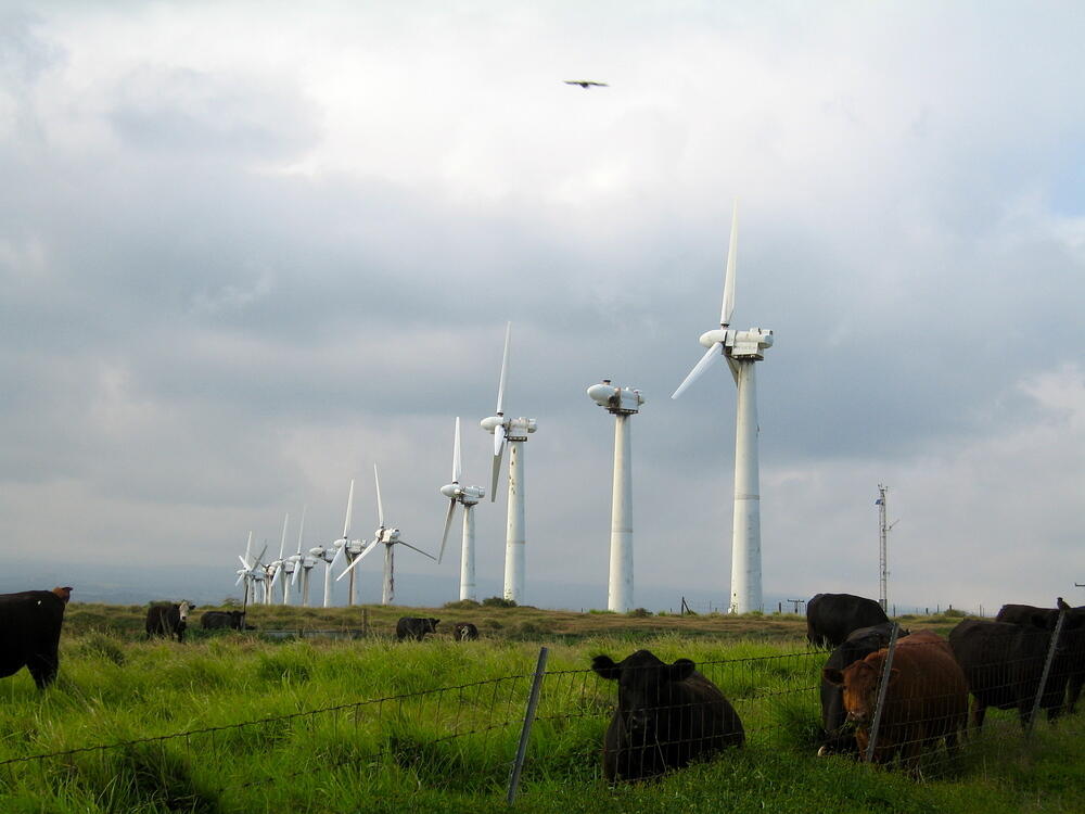 Windmills and Cows