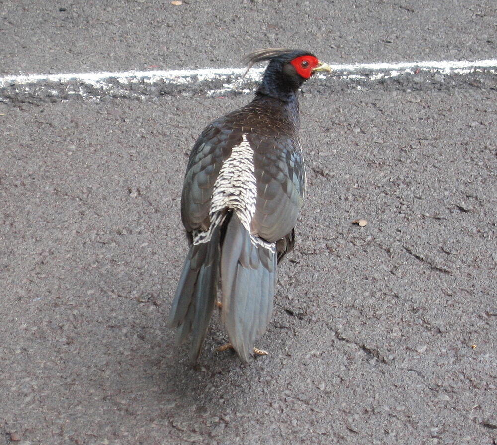 Male Kalij Pheasant