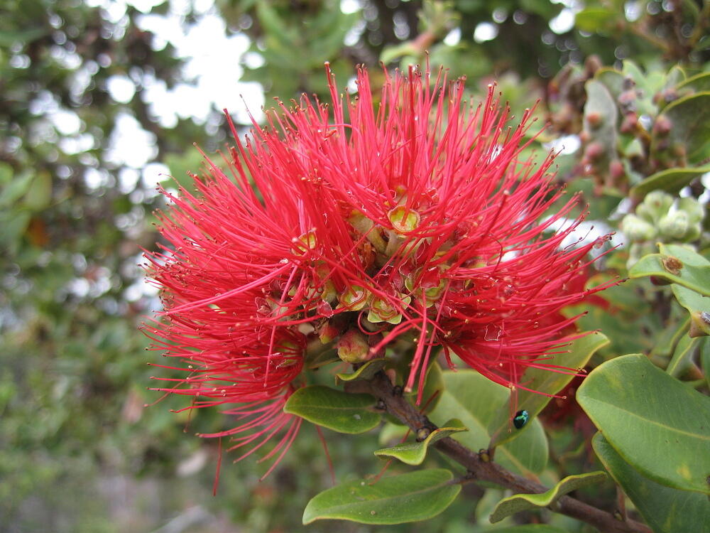 Ohi'a lehua