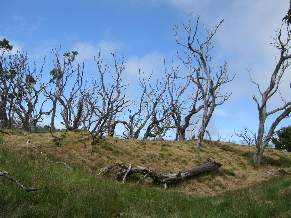 Dead Trees