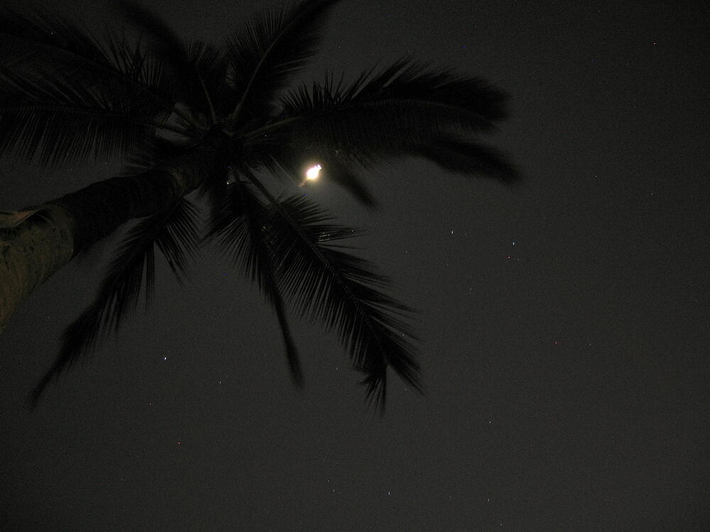 Palm Tree and Moon