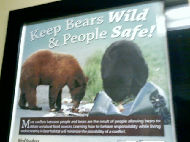 Keeping Bears Wild