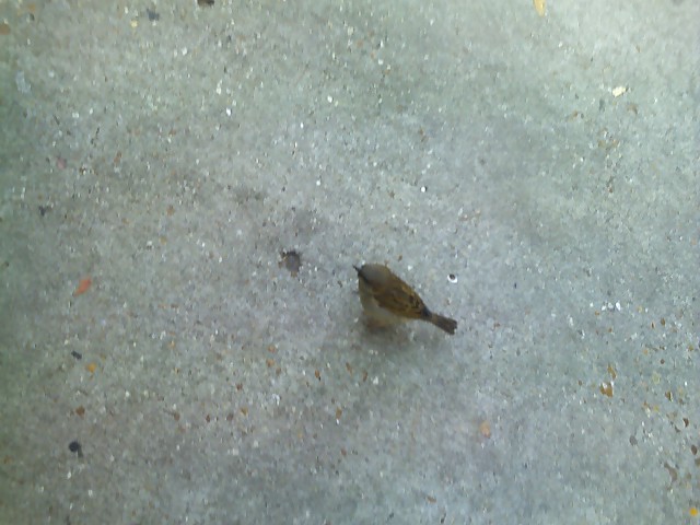 Bird I was trying to Photograph in the Earlier Photo.