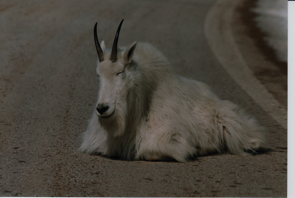 goat2.png