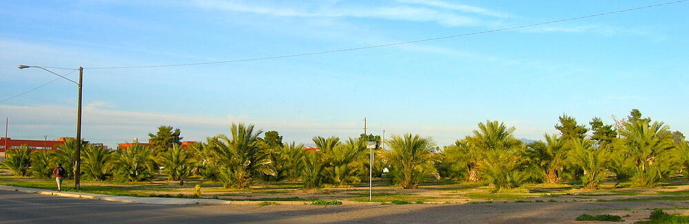 Inexplicable Palm Forest