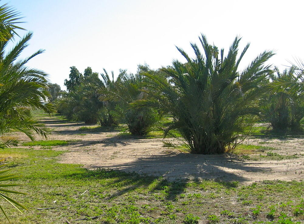 Inexplicable Palm Forest