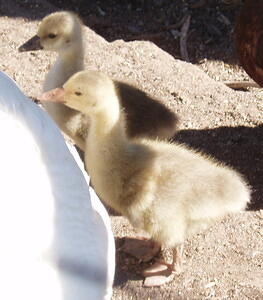 goslings
