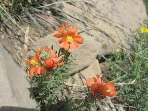 Desert Paintbrush