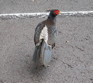 Male Kalij Pheasant