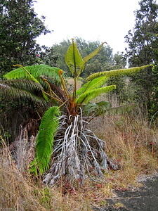 Giant Fern
