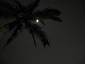 Palm Tree and Moon