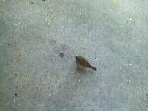 Bird I was trying to Photograph in the Earlier Photo.