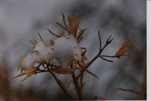 sand-dunes-snow.png