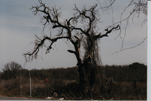 texas-tree.png