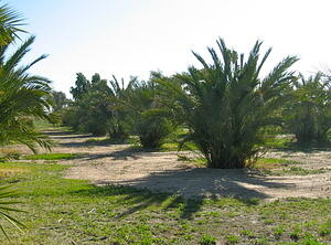 Inexplicable Palm Forest