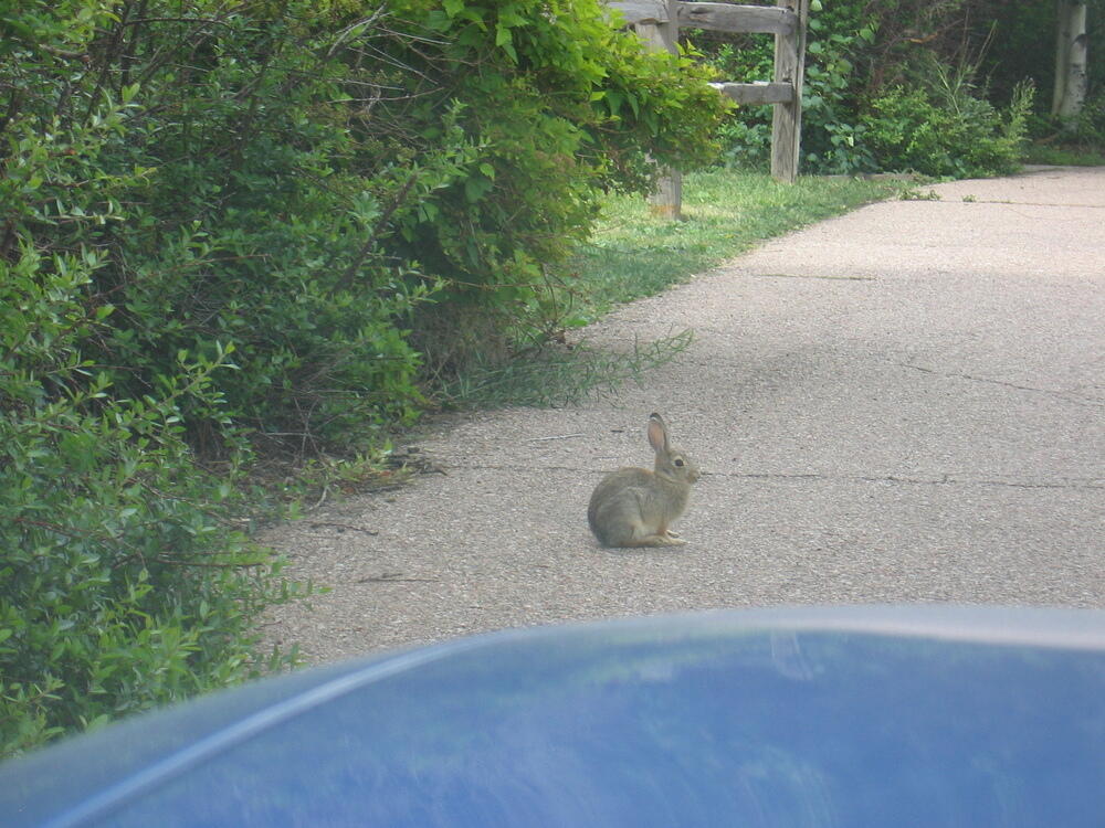 Wabbit