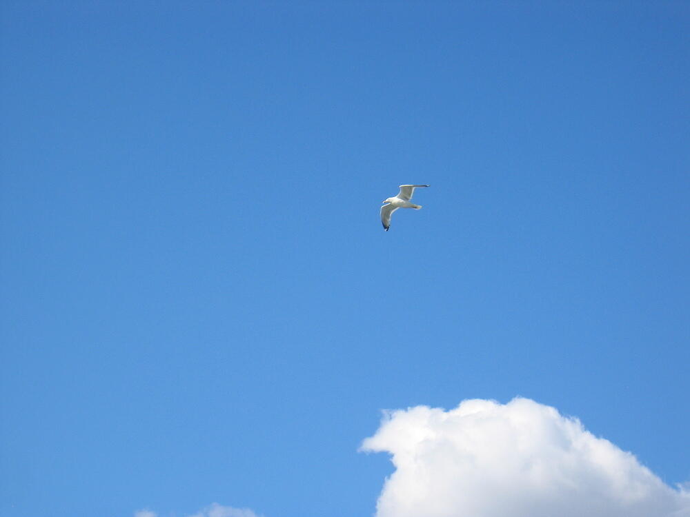 seagull