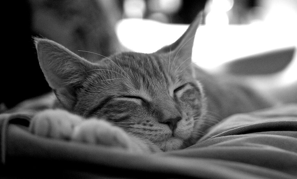 DSC 0876