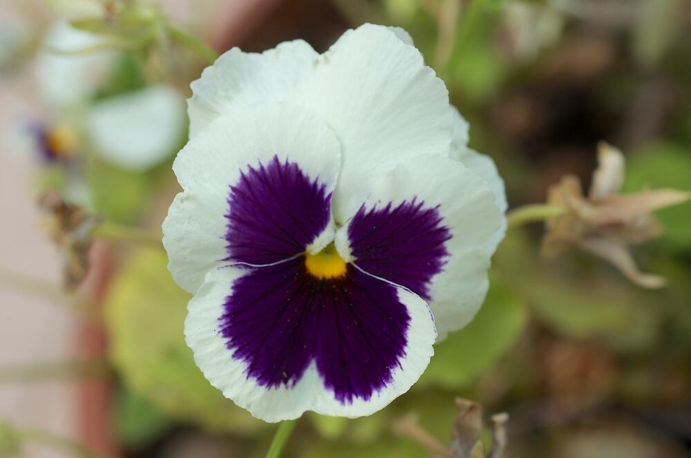 DSC 0817