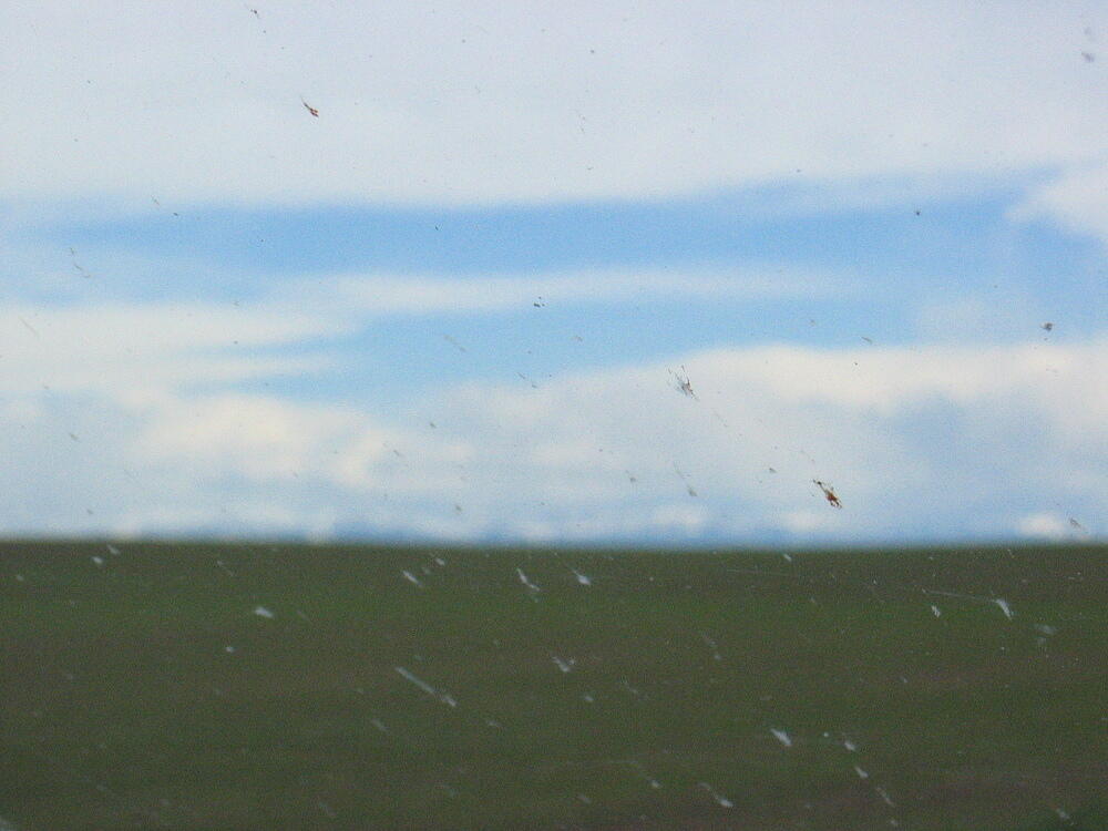 Bugs