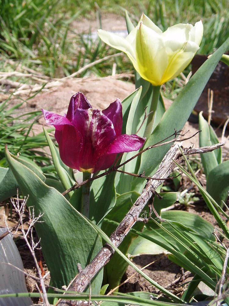 purple and yellow