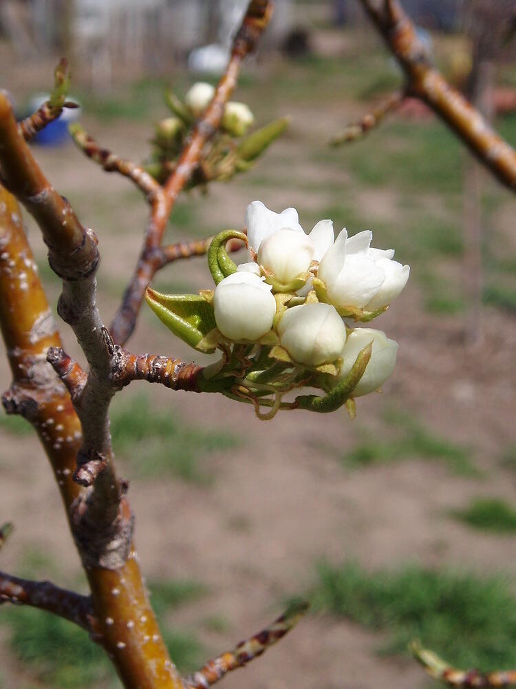 bud