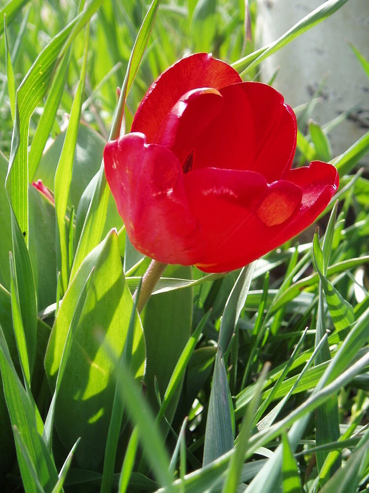 redder