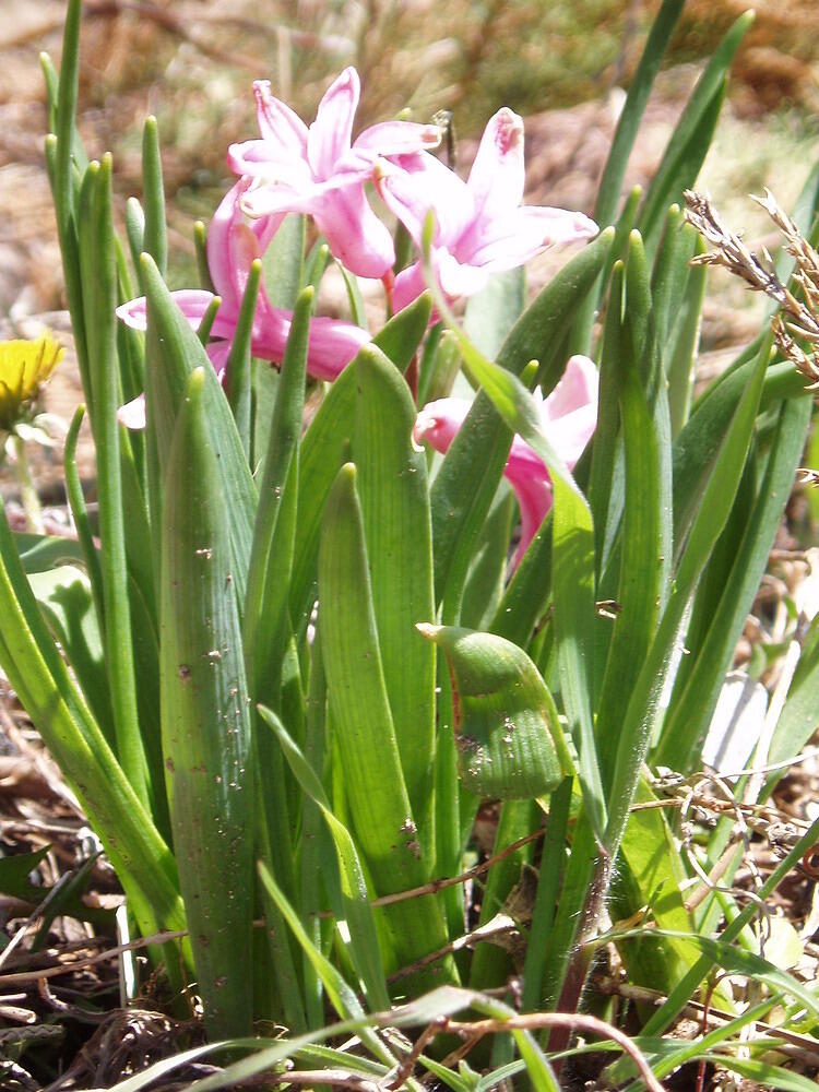 pink
