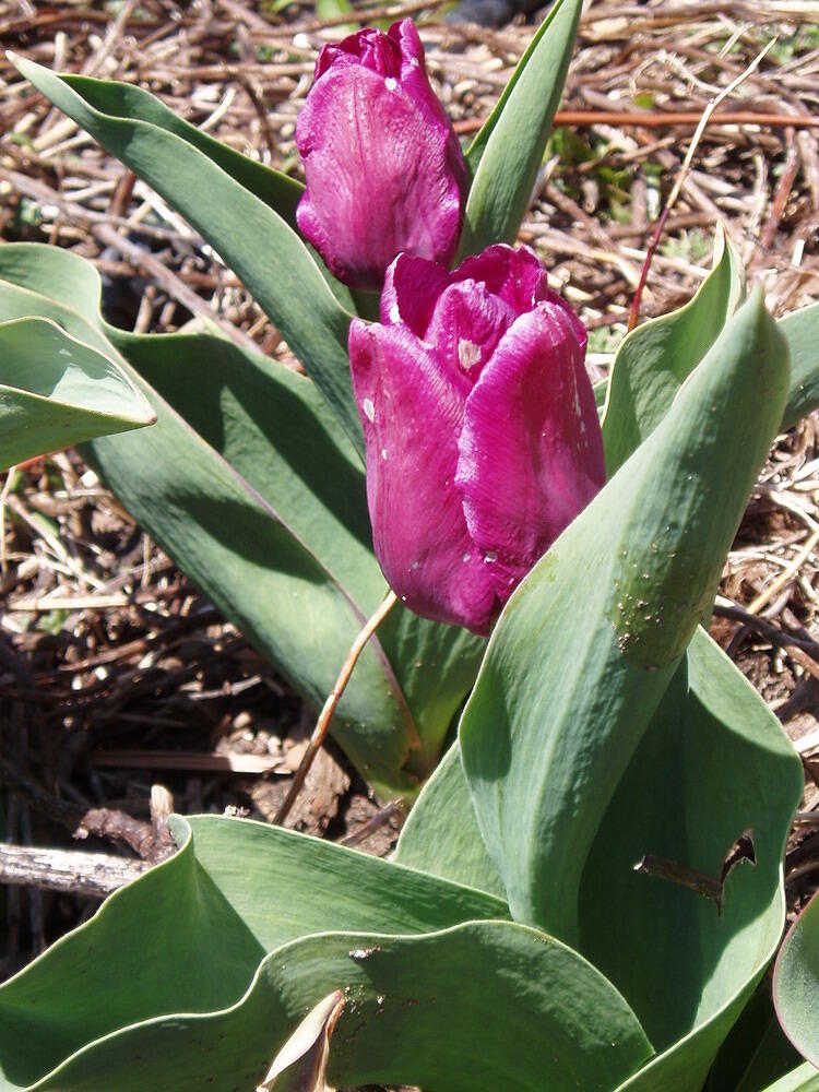 purple