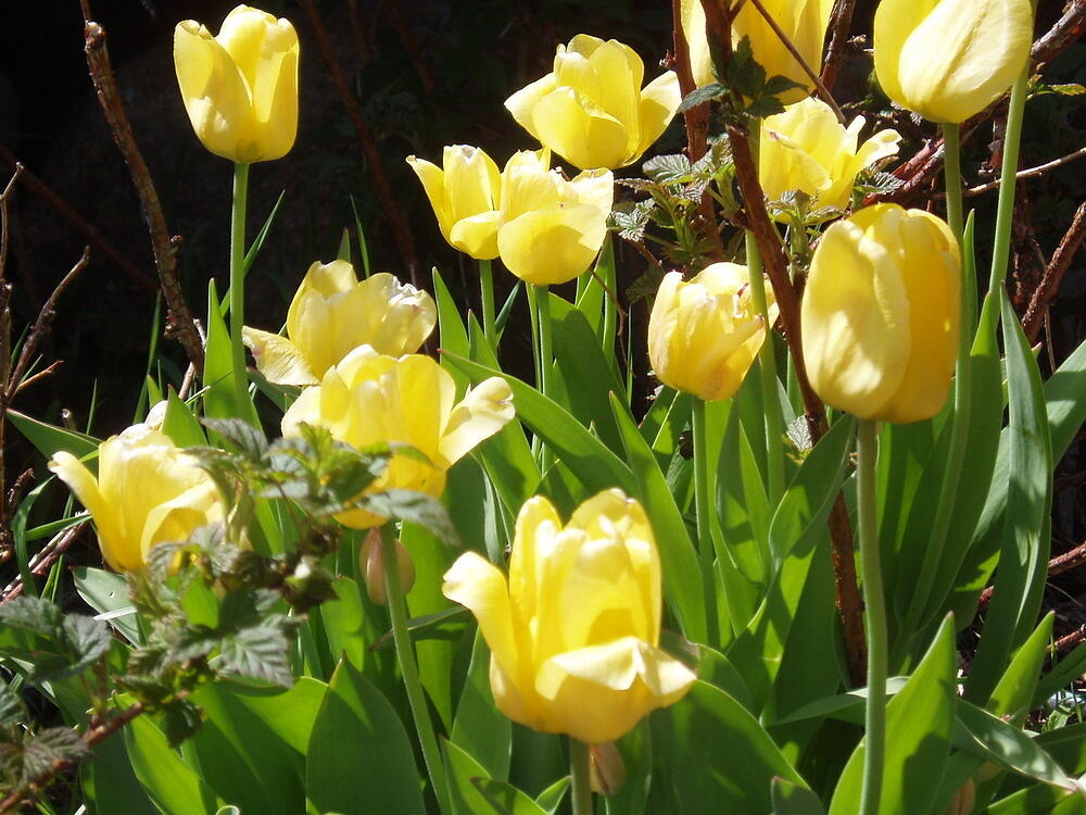 yellows