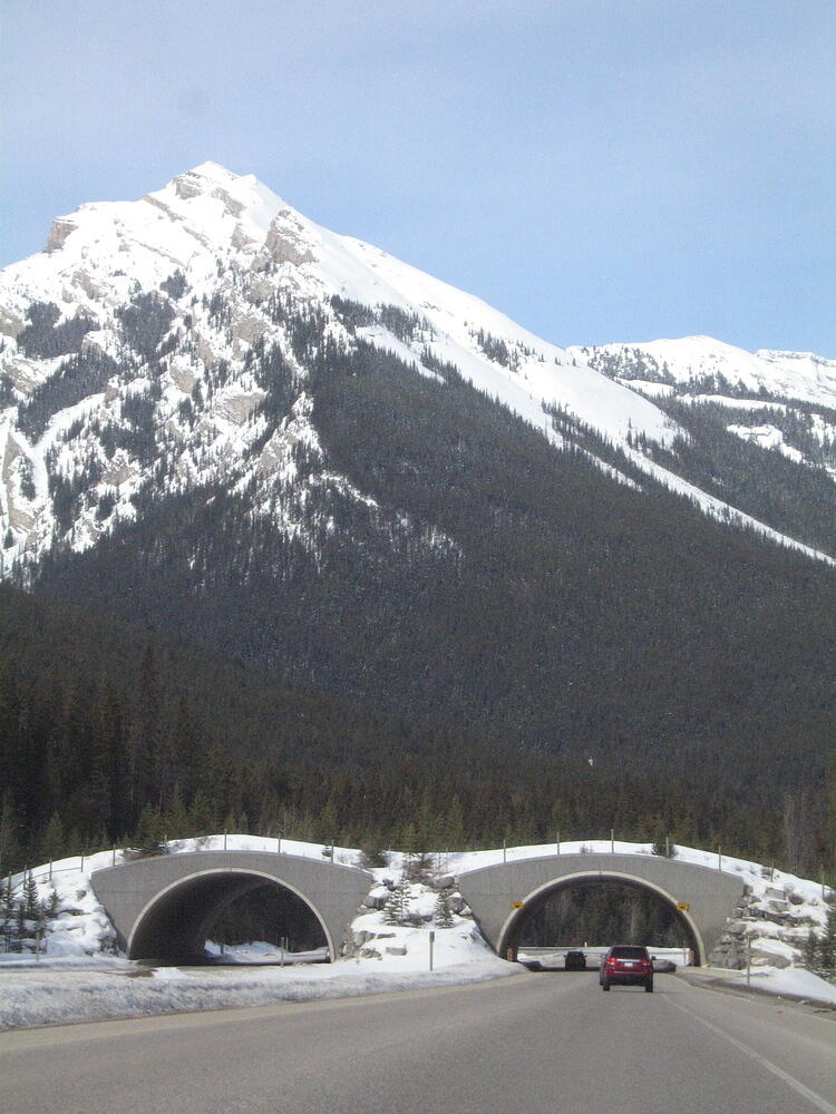 Wildlife Crossing - Jasper NP