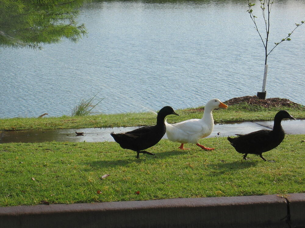 img_0006.jpg