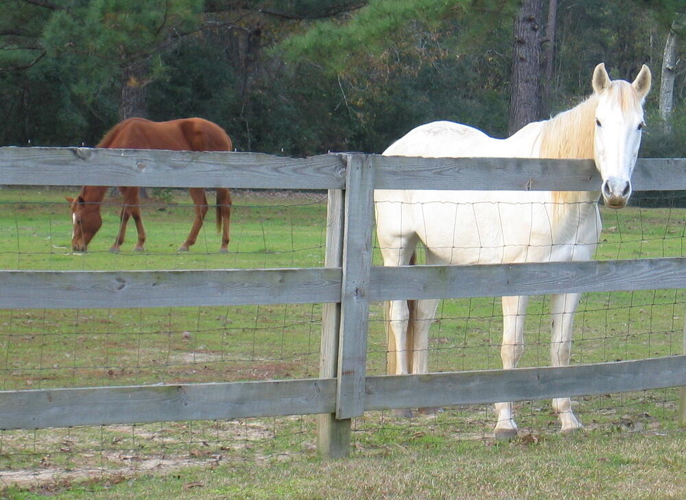 Horses