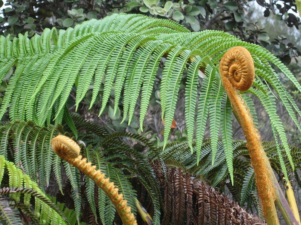 Fiddle Heads