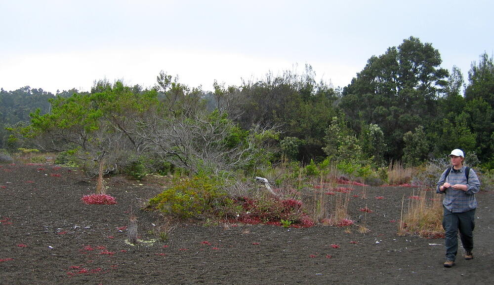 Weird Landscape