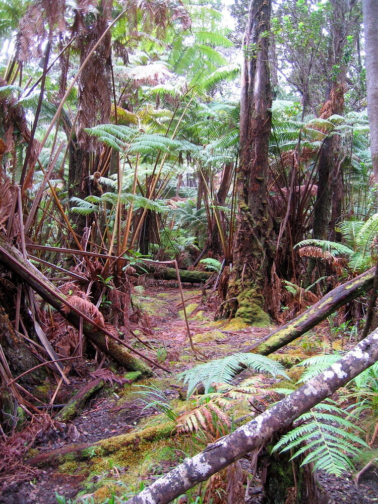 Rain Forest