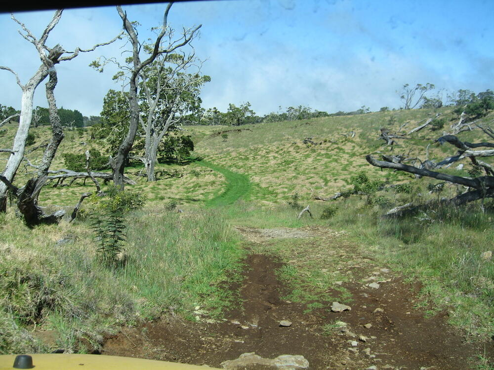 Grass Driveway