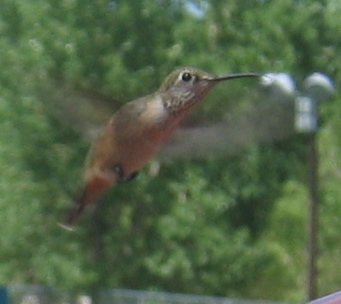 IMG_0002.JPG