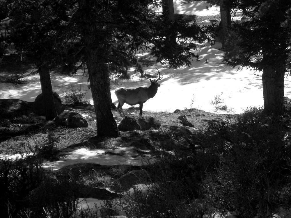 Elk