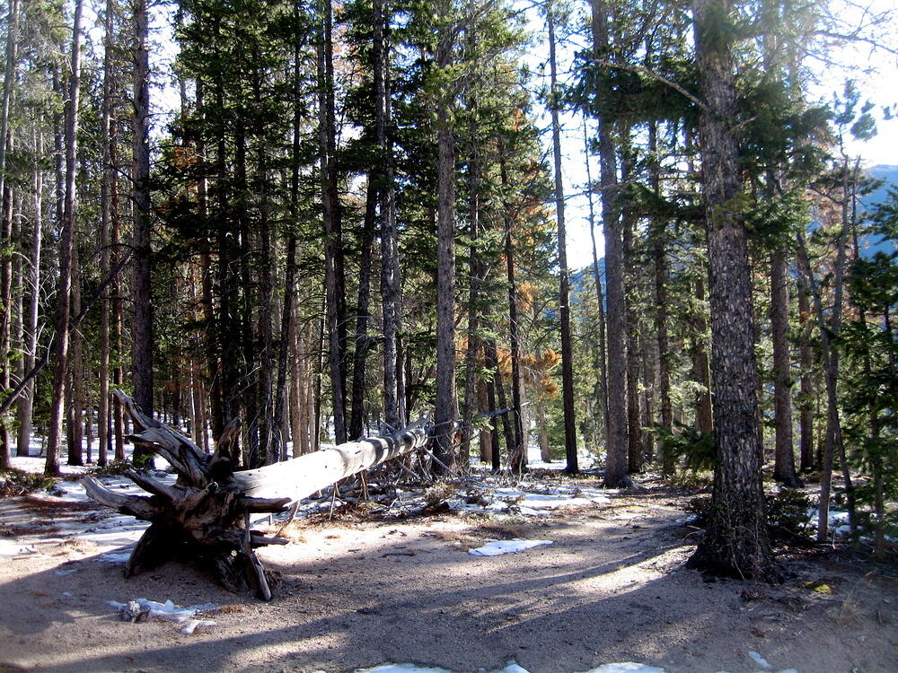 Trail