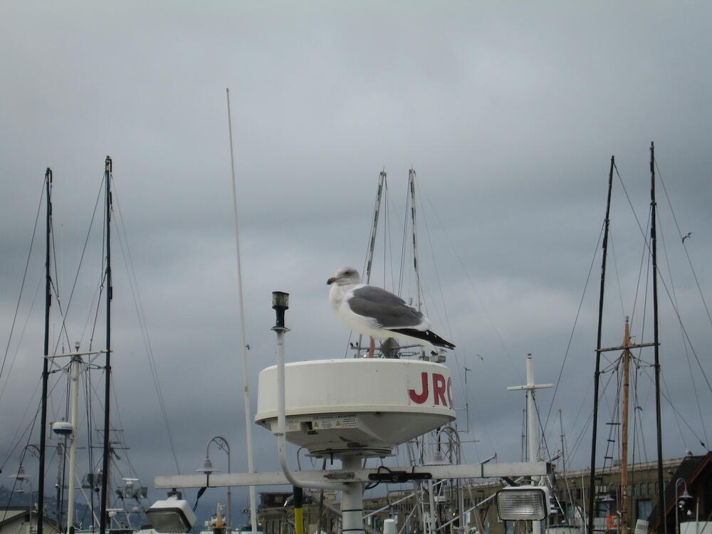 Gull