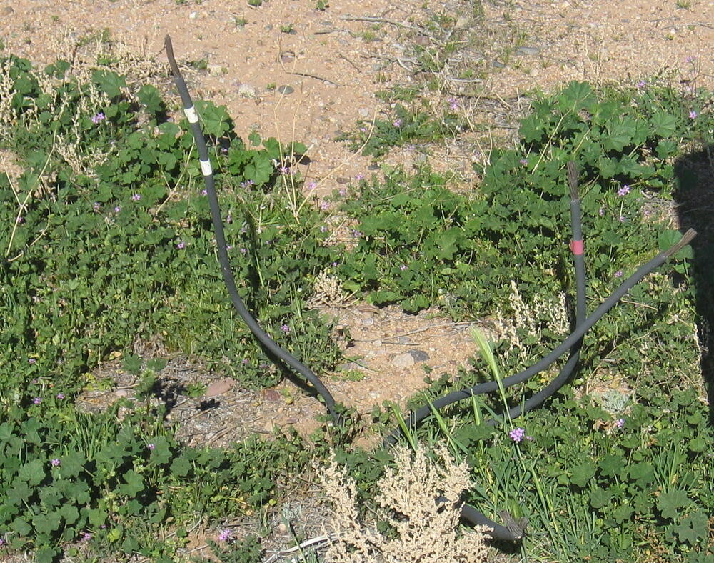 Strange Plant
