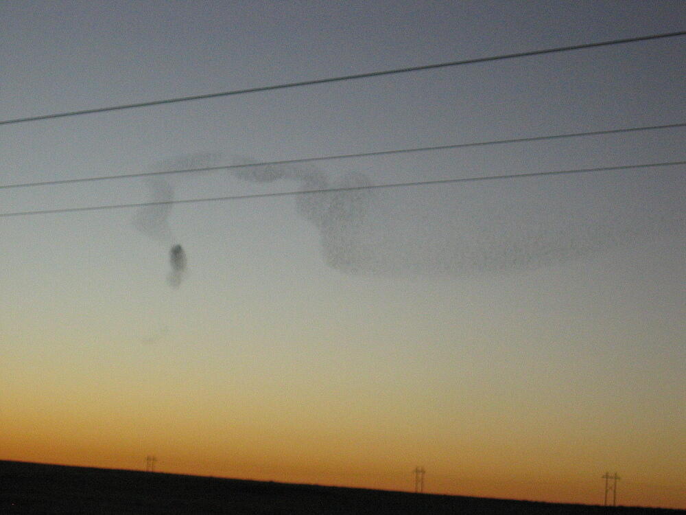 Swirling Birds
