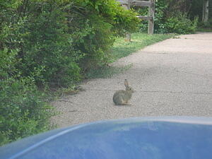 Wabbit
