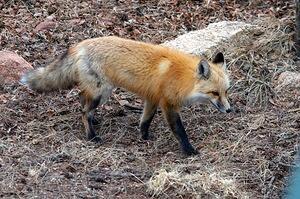 Fox