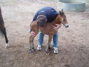 Cadeau's Foal