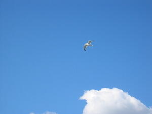 seagull