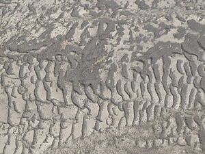 IMG 4191