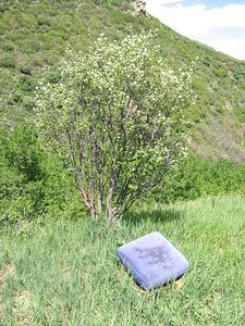 img_0009.jpg