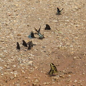 Butterflies